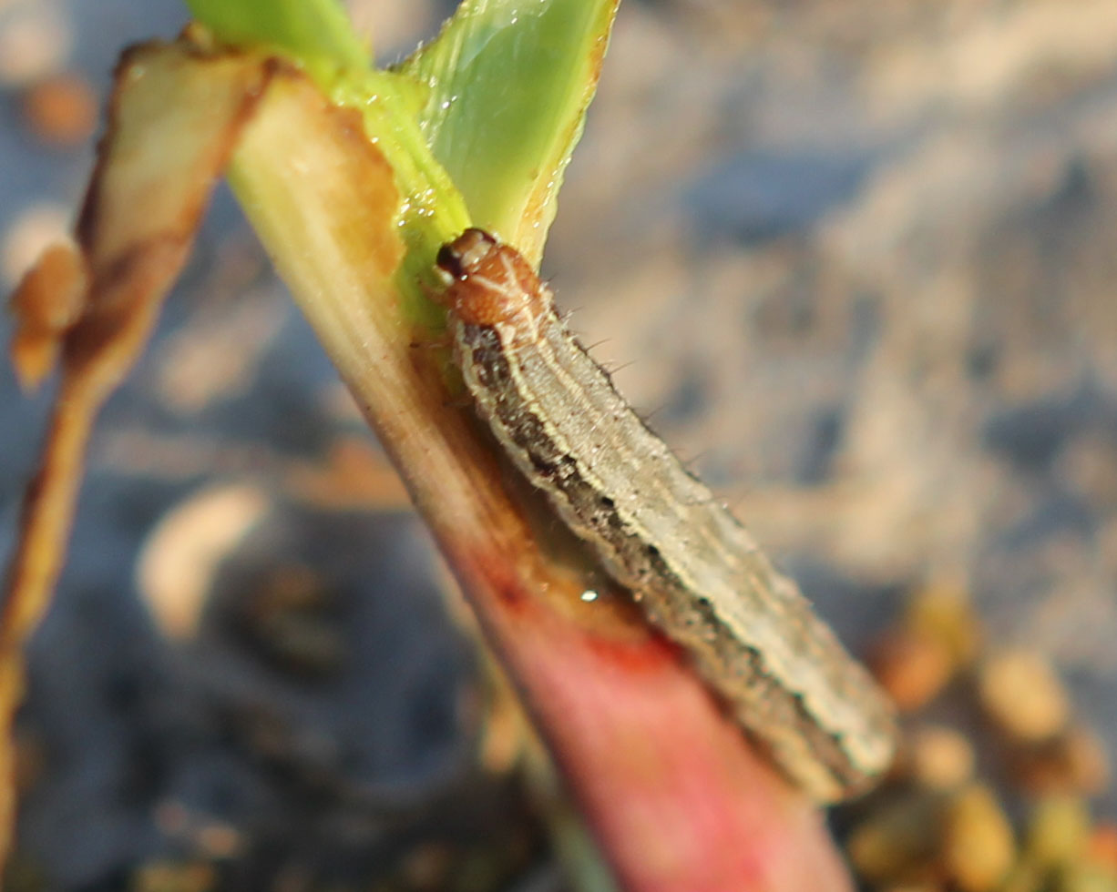 An Army on the Move: Farmers, Entomologists Battle Fall Armyworm in 2021